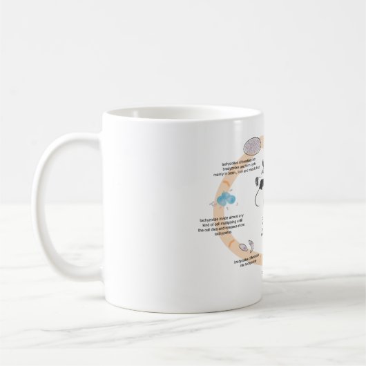 TASSE Abbildung Lebenszyklus von Toxoplasma gondii (Links)