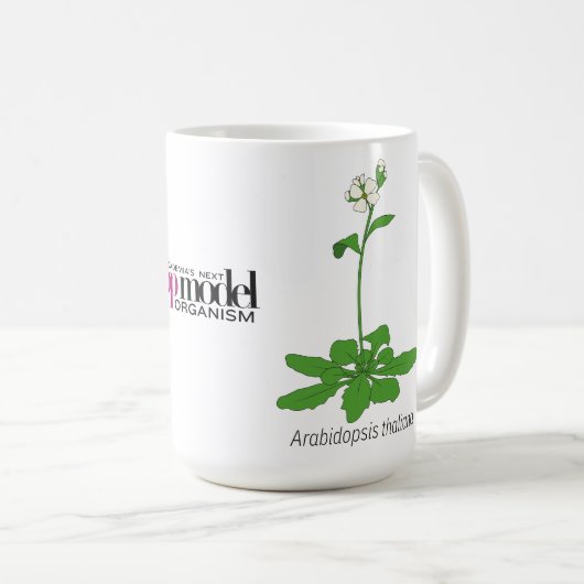 Tasse Arabidopsis (VorderseiteRechts)