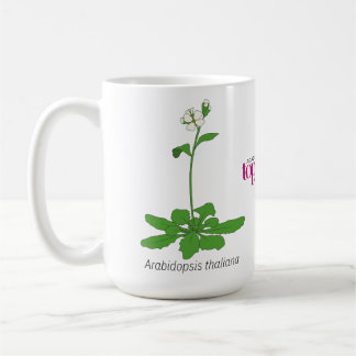Tasse Arabidopsis