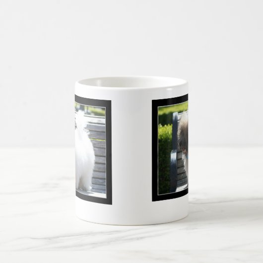 Tasse Baumwollde Tulear Puppy (Mittel)