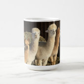Tasse des Kaffees - Alpacas in der Wintersonne (Mittel)