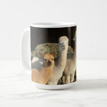 Tasse des Kaffees - Alpacas in der Wintersonne