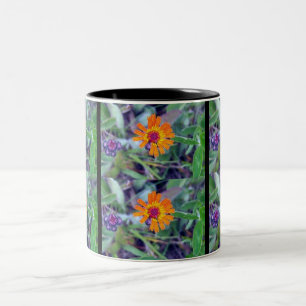 Tasse des orange Hawkweed-1