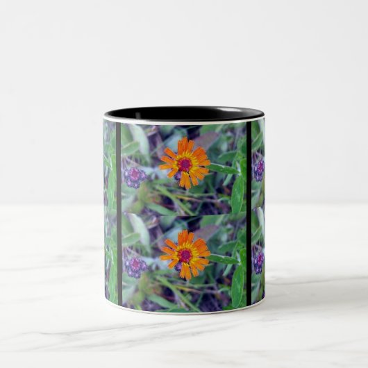 Tasse des orange Hawkweed-1 (Mittel)