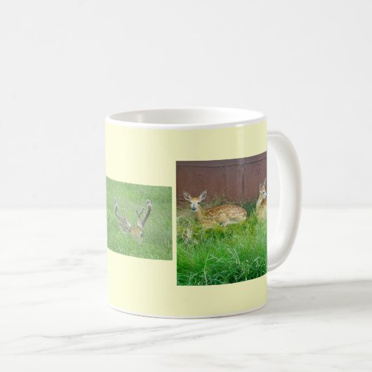 Tasse des Rotschwanzhirns (VorderseiteRechts)