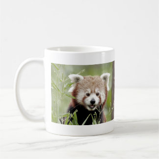 Tasse Foto roter Panda. Panda roux. tiere.