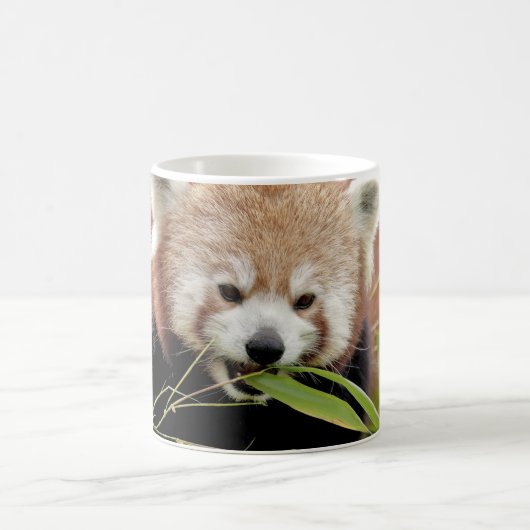 Tasse Foto roter Panda , Tiere . (Mittel)