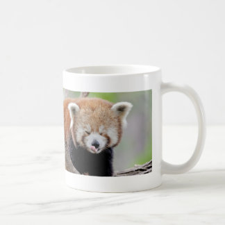 Tasse Foto roter Panda, Tiere 0399.
