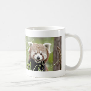 Tasse Foto roter Panda, Tiere 0400.