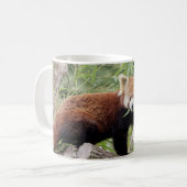 Tasse Foto roter Panda , Tiere . Tasse (Vorderseite Links)