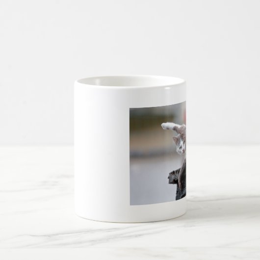 Tasse. Foto Straßenkatze, Katze, Tasse Kaffee (Mittel)