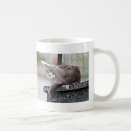 Tasse. Foto Straßenkatze, Katze, Tasse Kaffee