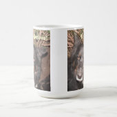 Tasse Husky Collie Cross (Mittel)