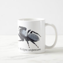 Tasse mit männlicher Great Basin Springspinne