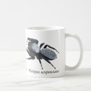 Tasse mit männlicher Great Basin Springspinne