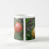 Tasse Orange und Rote Tomaten (Mittel)