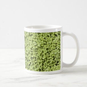 Tasse Oregano