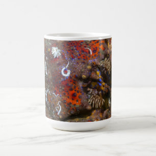 Tasse Puget- Soundkönig-Krabbe