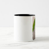 Tasse - Quäker-Papagei (Mittel)