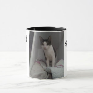 Tasse schöne Katze