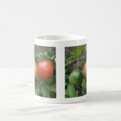 Tasse von Leichttomaten (Mittel)