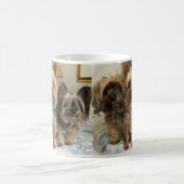 Tasse Yorkshire Terrier (Mittel)