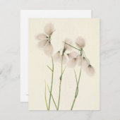 Tassel Cottongrass von Mary Vaux Walcott Mitteilungskarte (Vorne/Hinten)