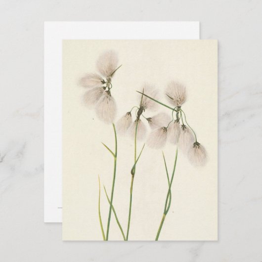 Tassel Cottongrass von Mary Vaux Walcott Mitteilungskarte (Vorne/Hinten)