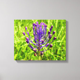 Tassel-Hyacinth-Canvas-Print Leinwanddruck