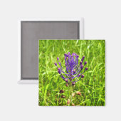 Tassel-Hyacinth Magnet (Vorderseite/Rückseite)