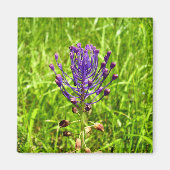 Tassel-Hyacinth Magnet (Vorne)
