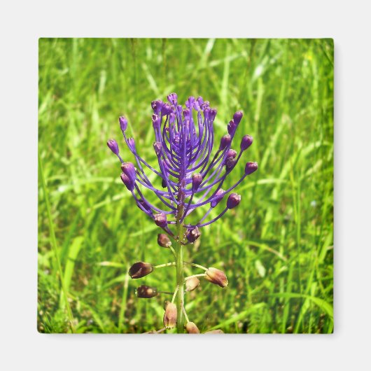 Tassel-Hyacinth Magnet (Vorne)