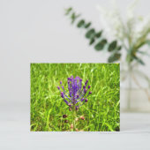 Tassel-Hyacinth Postcard Postkarte (Stehend Vorderseite)