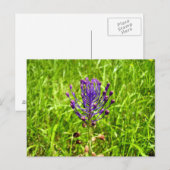 Tassel-Hyacinth Postcard Postkarte (Vorne/Hinten)