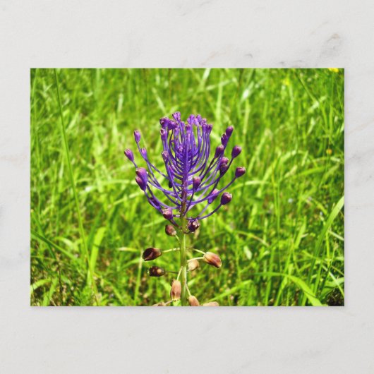 Tassel-Hyacinth Postcard Postkarte (Vorderseite)