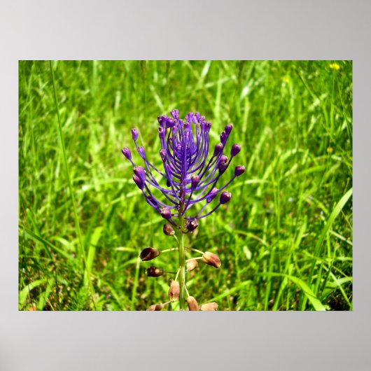 Tassel-Hyacinth-Poster Poster (Vorne)