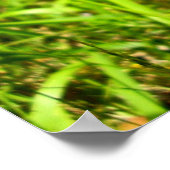 Tassel-Hyacinth-Poster Poster (Ecke)