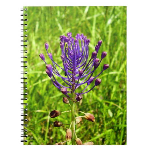 Tassel-Hyacinth Spiral Foto Notebook Notizblock (Vorderseite)