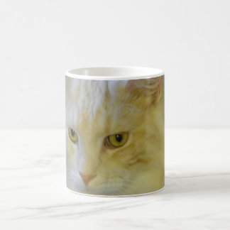 Tassen-Kaffee-Haustier-Maine-Waschbär-Katze Kaffeetasse