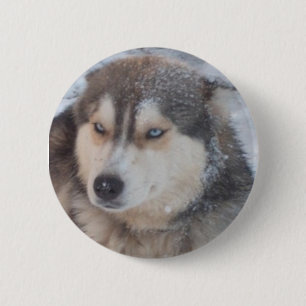 Taste Husky Blaue Augen Button