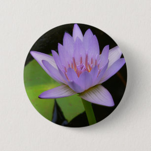 Taste, Soft Lavender Water Lily 300 Button