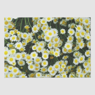 Tasten der Gelben Dainty Daisy-Blume, Seidenpapier