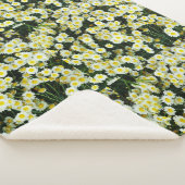 Tasten der Gelben Dainty Daisy-Blume, Sherpadecke (3/4)