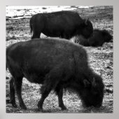 Tatanka Poster (Vorne)