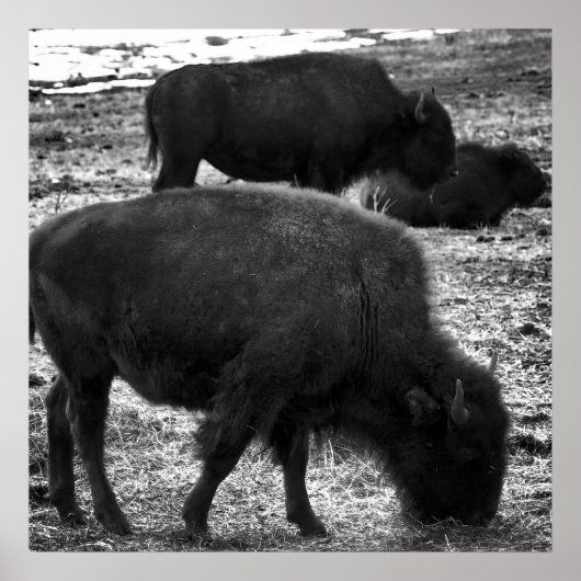 Tatanka Poster (Vorne)