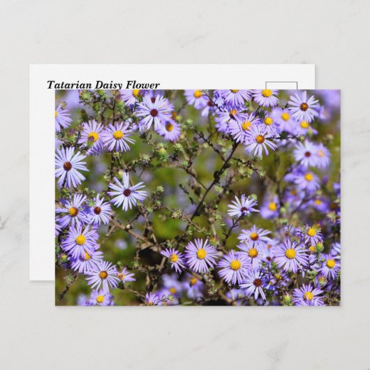 Tatarian Daisy Blume Postkarte (Vorne/Hinten)