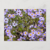 Tatarian Daisy Blume Postkarte (Vorderseite)