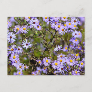 Tatarian Daisy Blume Postkarte