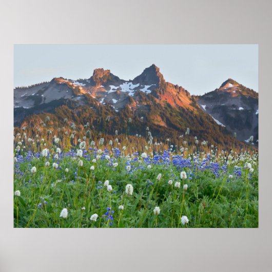 Tatoosh-Bereich und Wildblumen | Rainier Poster (Vorne)