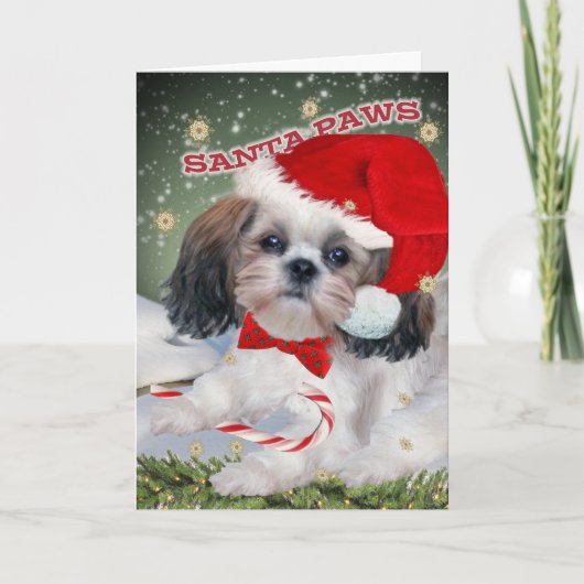 Tatzen-Weihnachtskarten Shih Tzu Sankt Feiertagskarte (Vorderseite)